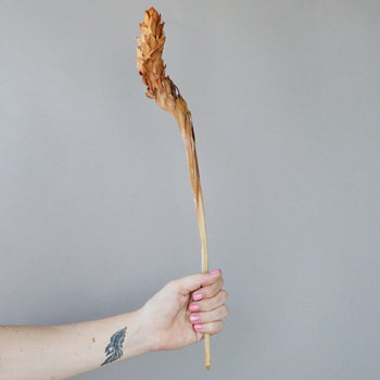 Dried Ginger