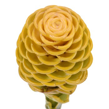 Yellow Shampoo Ginger