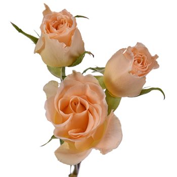 Peach Spray Bulk Roses