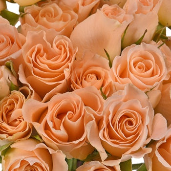 Peach Spray Bulk Roses