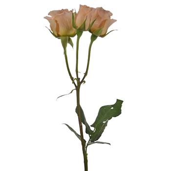 Peach Spray Bulk Roses