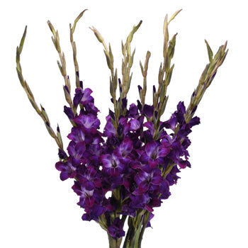 Gladiolus Deep Purple Flower