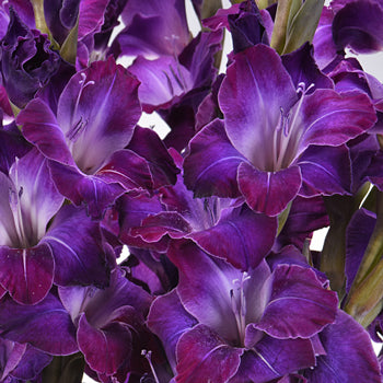 Gladiolus Deep Purple Flower