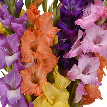 Gladiolus Farm Mix Flower