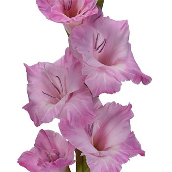 Gladiolus Pinky Purple Flower