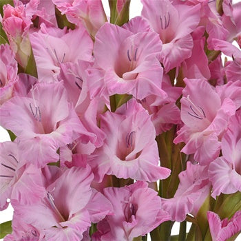 Gladiolus Pinky Purple Flower