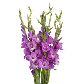 Gladiolus Light Purple Lavender Flower