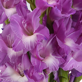 Gladiolus Light Purple Lavender Flower