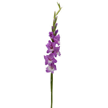 Gladiolus Light Purple Lavender Flower