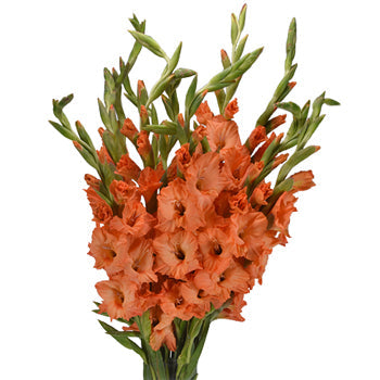 Gladiolus Orange Flower
