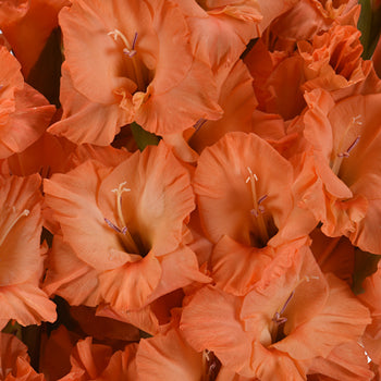 Gladiolus Orange Flower