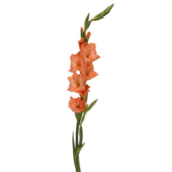 Gladiolus Orange Flower