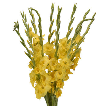 Gladiolus Yellow Flower