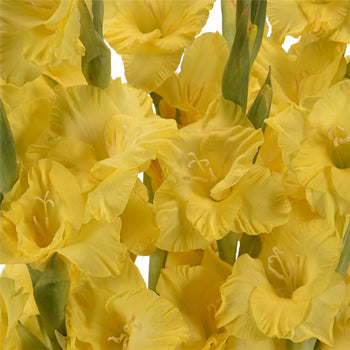 Gladiolus Yellow Flower