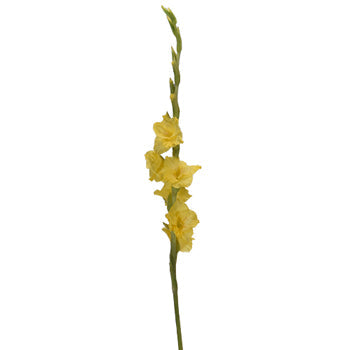 Gladiolus Yellow Flower