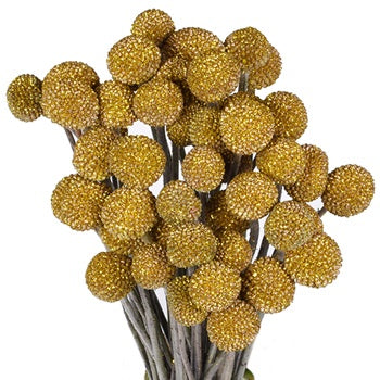 Craspedia Billy Balls Glitter Gold Flower