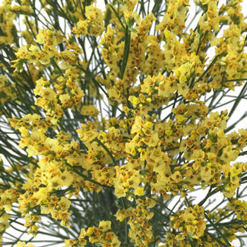 Golden Yellow Airbrushed Limonium