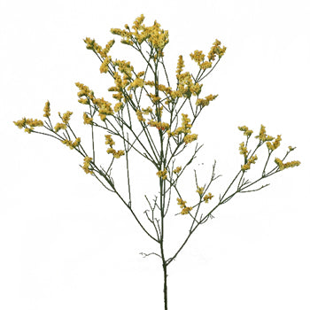 Golden Yellow Airbrushed Limonium