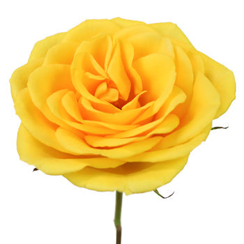 California Gold Sweetheart Roses