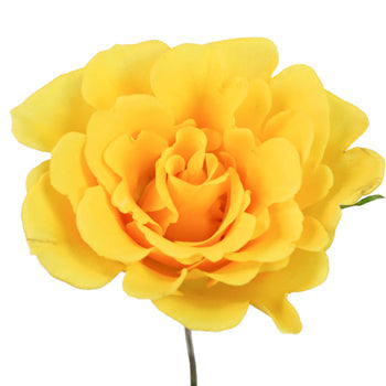California Gold Sweetheart Roses