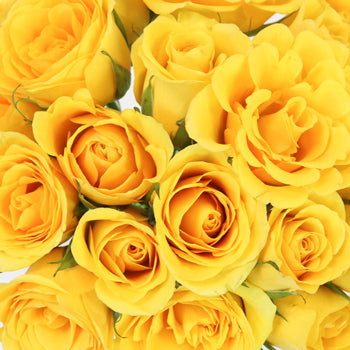 California Gold Sweetheart Roses