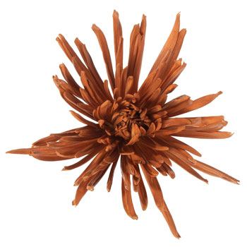 Glitzy Gold Airbrushed Tinted Spider Mum