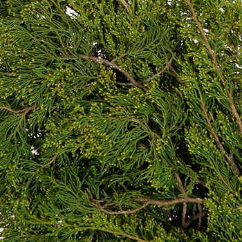 Gold Tip Cedar Winter Greenery
