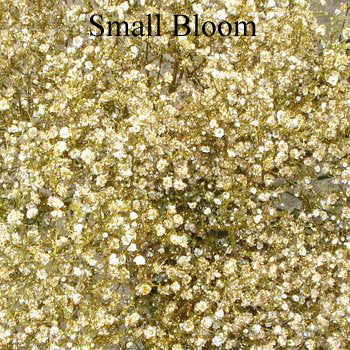 Baby's Breath Flower Gold Glitter
