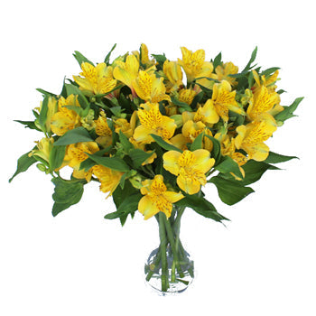 Golden Yellow Peruvian Lilies