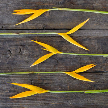 Golden Flame Heliconia