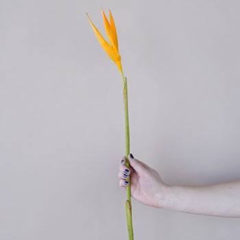 Golden Flame Heliconia