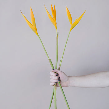 Golden Flame Heliconia