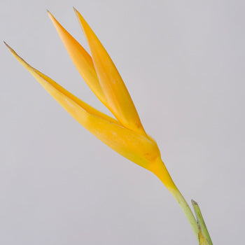 Golden Flame Heliconia