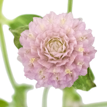 Pinky Lavender Gomphrena Fresh Flowers