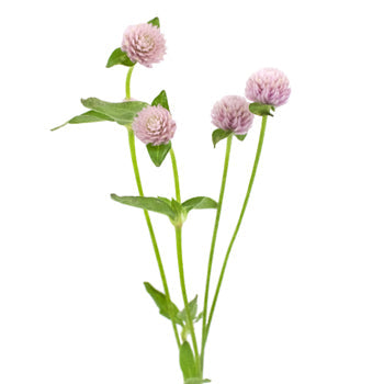 Pinky Lavender Gomphrena Fresh Flowers