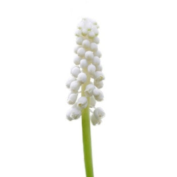 Grape Hyacinth Muscari White - Oct to Dec