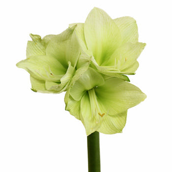 Amaryllis Green Bulk Flower