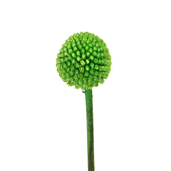 Craspedia Billy Balls Green Flower