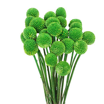 Craspedia Billy Balls Green Flower
