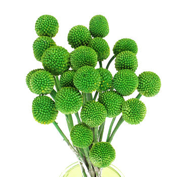 Craspedia Billy Balls Green Flower