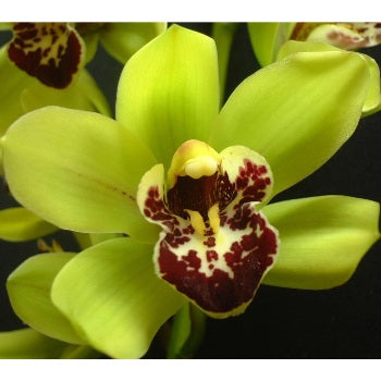Mini Cymbidium Orchids Sassy Green