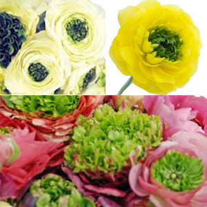 Green Center Assorted Colors Ranunculus Flower