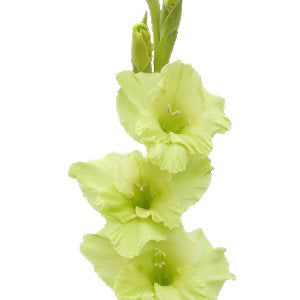 Gladiolus Green Flower