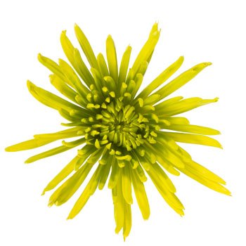 Vintage Moss Green Airbrushed Spider Mum