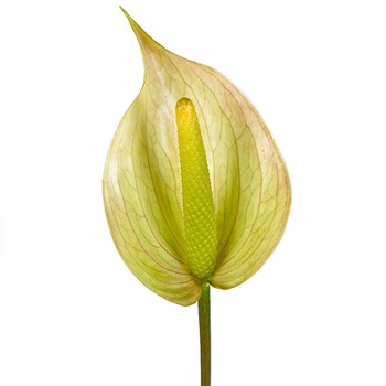 Green Tea Designer Anthurium Flower