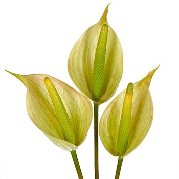 Green Tea Designer Anthurium Flower