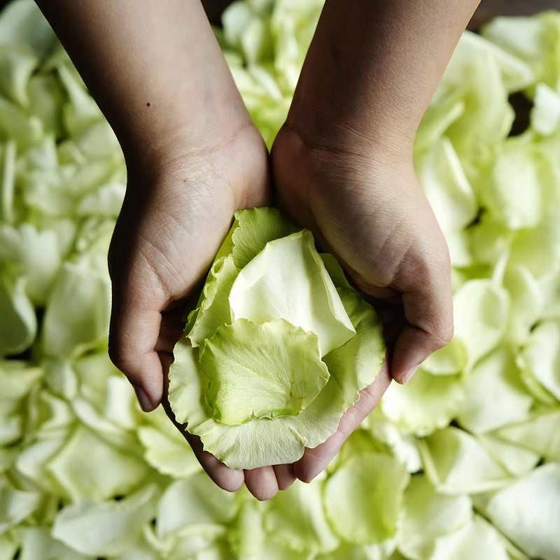 Green Rose Petals Wholesale