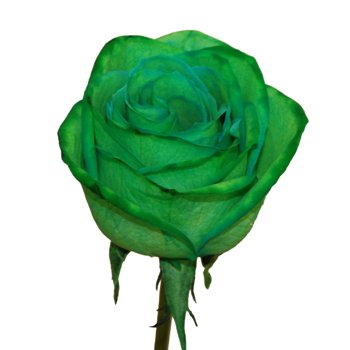 Green Roses Tinted