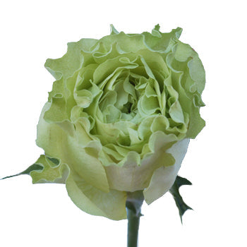 Green Rose Supergreen