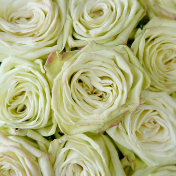 Green Tea Bulk Rose